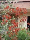 Kangaroo Paw / Anigozanthos rufus